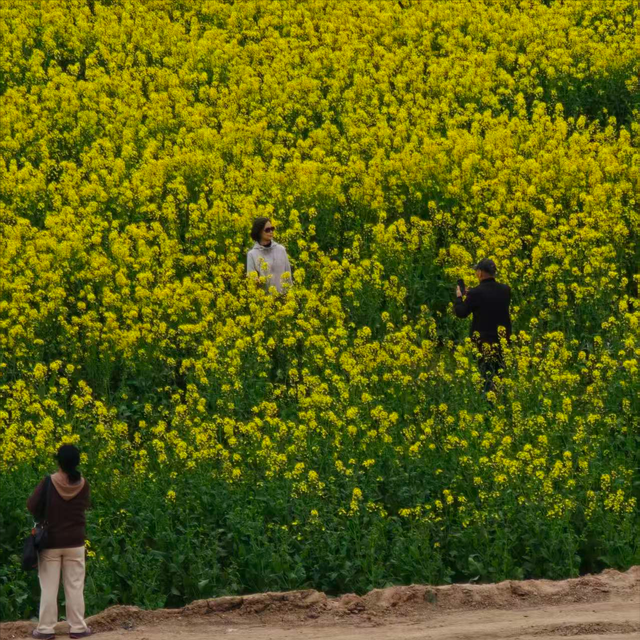 西安藏着神仙春日：坐地铁穿花海，随手释放浪漫，便捷观赏油菜花