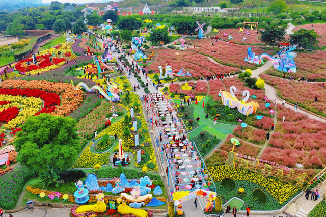 15万株绽放醉美菊花展，成都又美爆了！