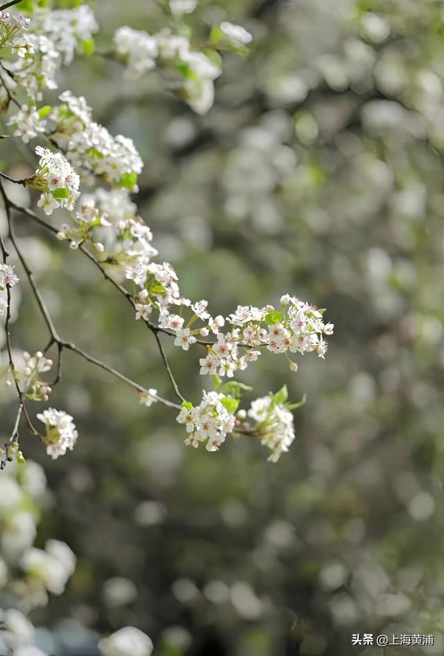 “魔都唯二”！太美啦！