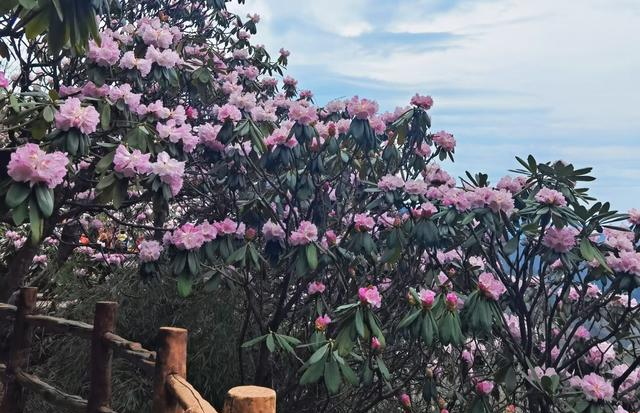 藏不住了！秦岭2万亩杜鹃染红群山，这才是西北春天的天花板