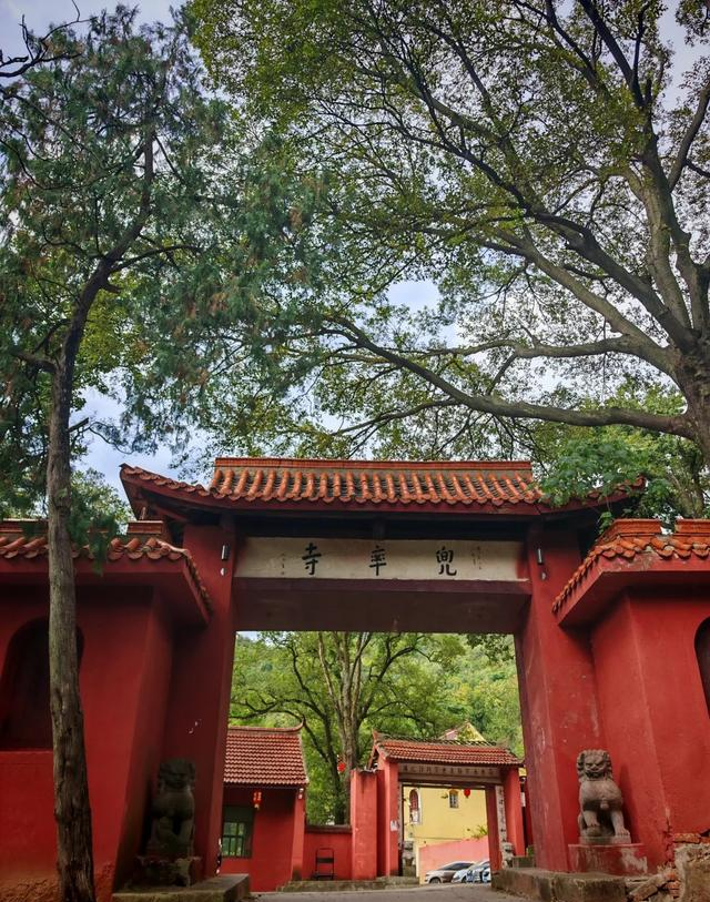 华东超大 “天然氧吧” 免费开放！南京这个森林公园藏不住了