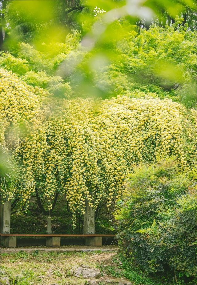 南京城内最大规模木香花开了，不要门票，香飘四溢，地铁公交直达