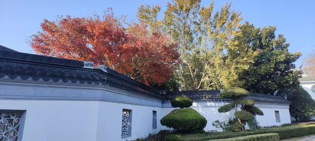 寻美薛城丨谁还没去？薛城小江南留园山庄这片初冬美景秘境藏不住了，速来打卡！