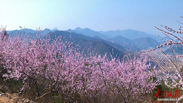 春日限定浪漫!灵丘北泉村藏着十里花海~
