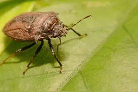 臭虫也能壮大筋体？中药九香虫，以虫入药，舒肝走窜，男科妙药！图片