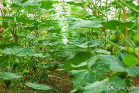 南瓜、冬瓜、丝瓜、苦瓜、黄瓜、学会整枝才能结瓜多，必学技能图片