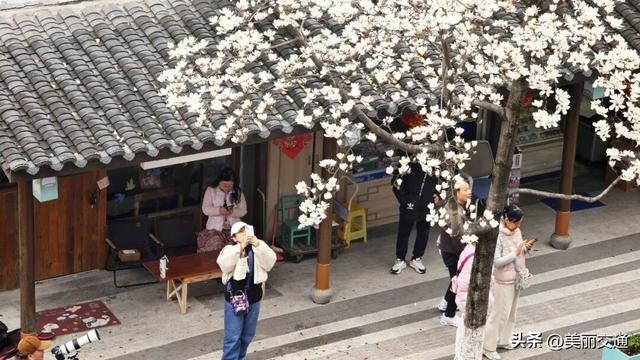 城事新探 | 太子湾郁金香上线，樱花、玉兰争相绽放，杭城这里“含春量”100%🤩🤩🤩