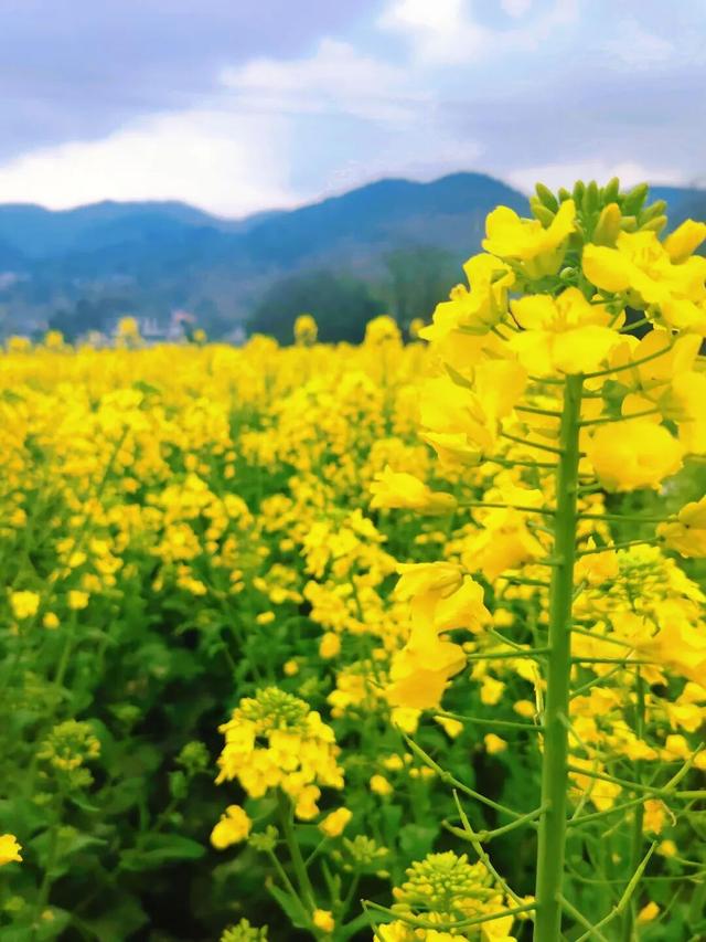 向春天出发！3月13日起，永乐官田见！