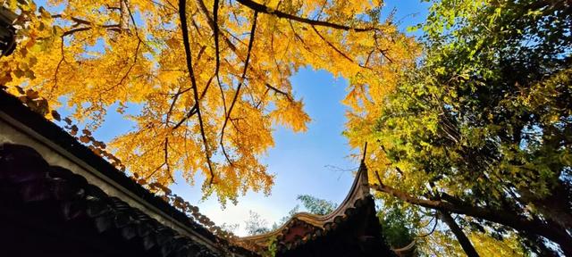 快来如皋打卡，错过就要等一年了🤩🤩🤩