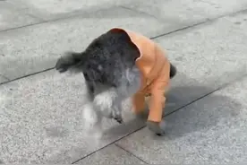 泰迪的噩梦-髌骨脱位❗被我弄好了！图片