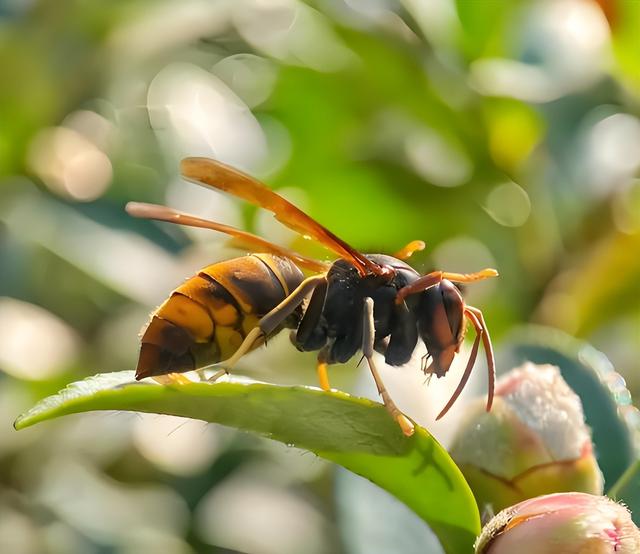 云南大姨被蜜蜂狂蜇，满脸蜂刺求助，过路司机惊呆，网友直呼惊险