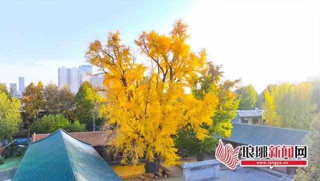 “杏”会临沂美到刷屏！这份实景攻略帮您解锁最美秋意！