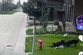 成都恶犬伤童案后续！狗主人被刑拘 发声道歉愿赔偿，家属获捐百万图片