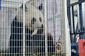 欢迎回家！“福娃”和“凤仪”启程回国图片