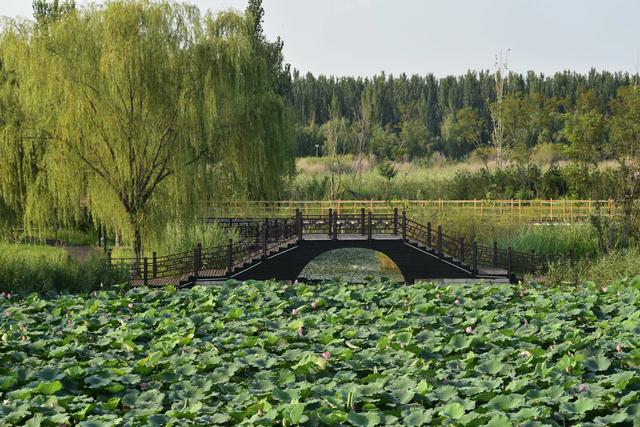 山东泰安东平稻屯洼湿地公园的荷花仙子