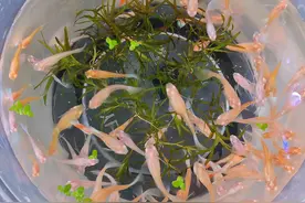 做到四点，孔雀鱼分分钟爆缸图片