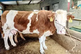 张家川县张棉驿乡：听养殖户讲“牛”故事图片