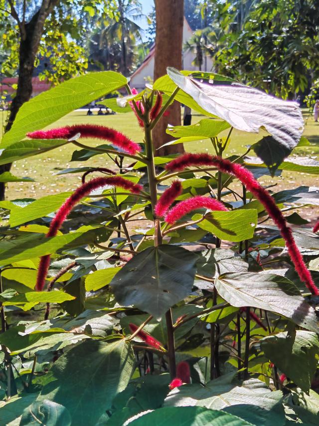 在植物园里寻找哲理