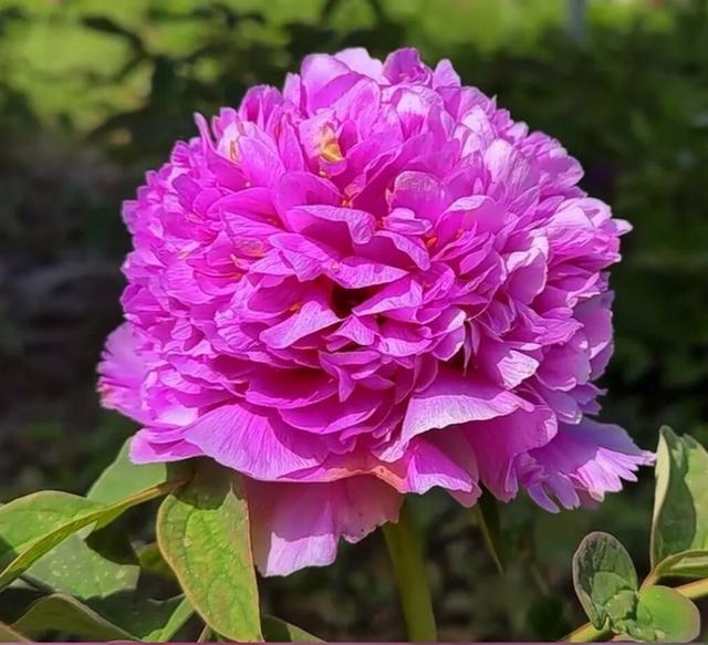 一路繁花向洛阳——游客能欣赏到牡丹四大名品吗？