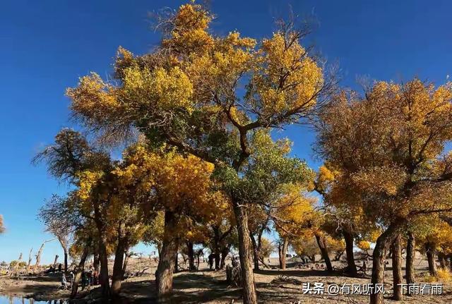 额济纳胡杨：为何枯木、遗址与烟火，反倒成了最动人的风景？
