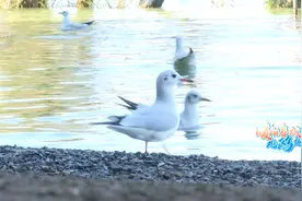 “小精灵”+“昆明蓝”，这个湿地公园观鸥不要太板扎~图片