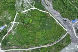 2025年首波鲜甜享受！石棉高山早熟黄桃抢先上市图片