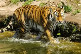 晚上梦到老虎吃人，白天会有可怕的事情图片