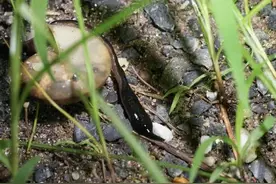 四川首次发现！最恶性的外来入侵物种，它曾“团灭”多个岛的蜗牛图片