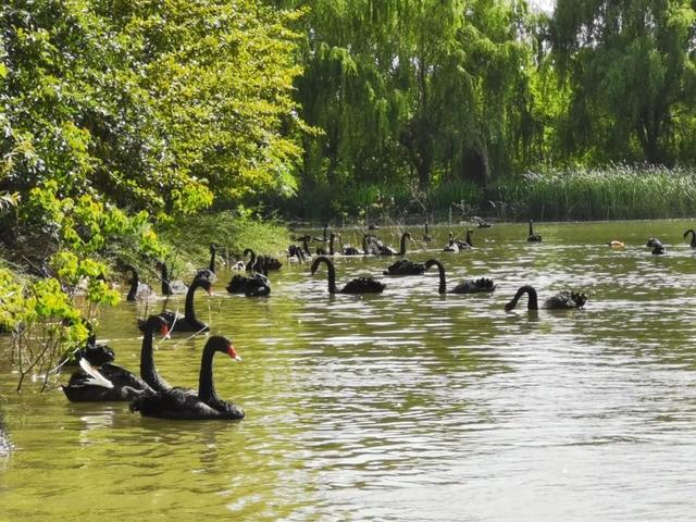 4月12日起,启动!从政坊游园最新传出...