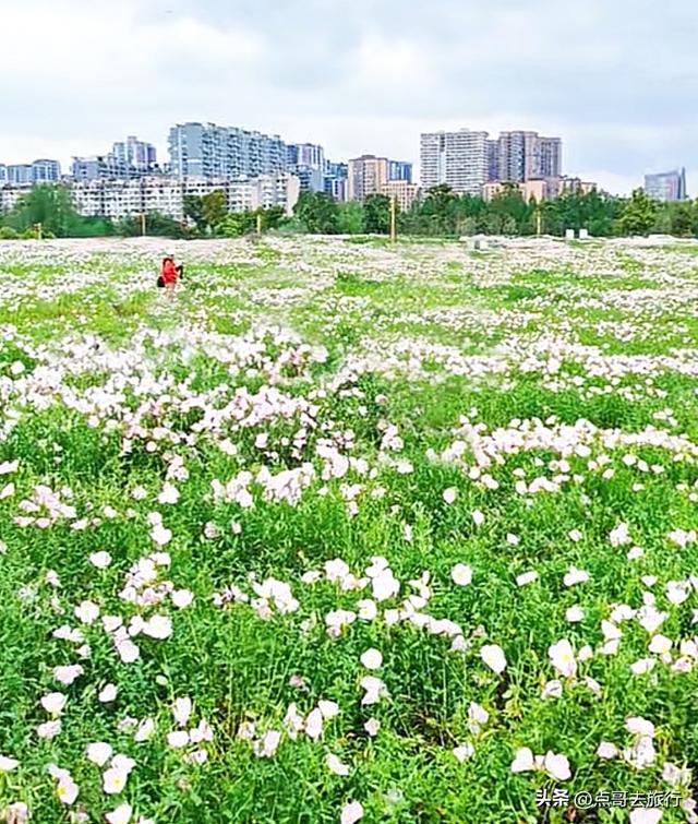 成都被严重低估的赏花地，最火的月见草花又回来了，太美了！