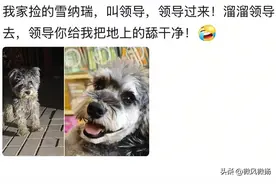 奉劝大家，养宠物一定要起个正常的名字，不然吃亏的可能是你自己图片