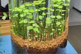 成都一太太，因“在水缸里养铜钱草”而走红，网友：真治愈，爱了图片