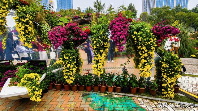 秋韵菊香、沙湖寻美—— 沙湖公园武汉第42届菊花展掠影