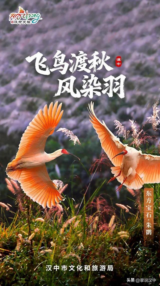 东西南北中，赏秋在汉中！秋日美图上线啦→