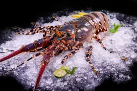 小青龙之谜：淡水贵族与海洋珍馐的龙虾双生记图片