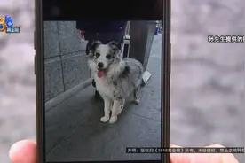 捡了一条边牧犬，交给保安帮忙看管，后来他发现……图片
