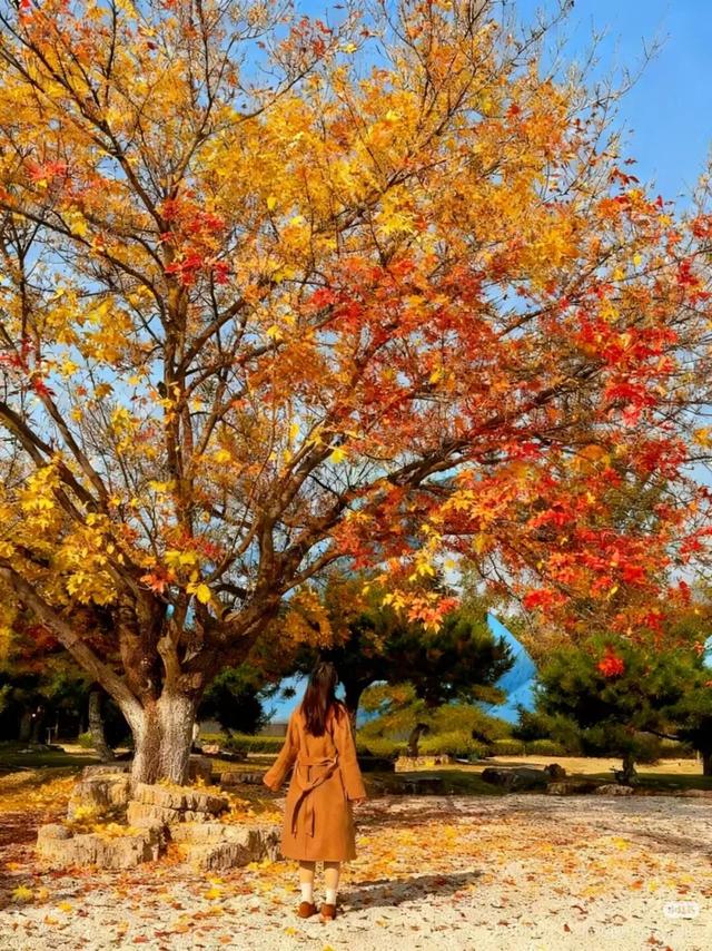 叶落临沂，步步皆是诗意画卷