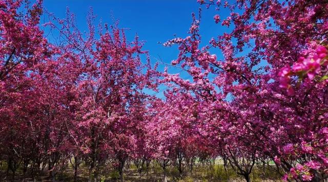 第五届！盛大开幕！门票全免！