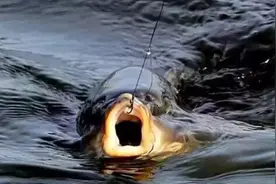 吃一口或要牢底坐穿，野外五种鱼钓不得，每一条都是国保！图片