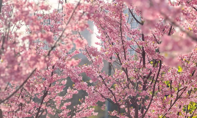 成都赏樱天花板！免费、4A景区、1h直达，本周末盛开期直接冲！