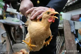 为什么母鸡学公鸡叫，就要将它杀掉呢？“母鸡打鸣”预示着什么？图片