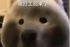可爱表情包 | 我打工回来了图片