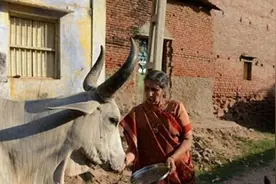 莫迪的妻子：17岁出嫁，被分居55年，如今依旧在乡下老家放牛种田图片