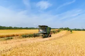 麦穗飘香 夏收“开镰”图片