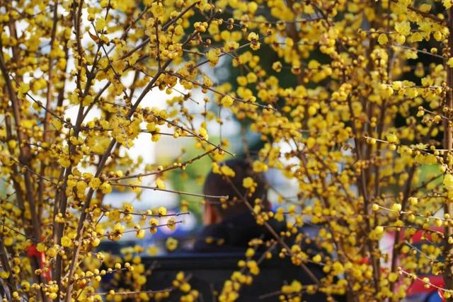 花漾邛州｜“蜡”么香，“蜡”么美！