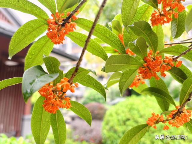 桂香漫城：桂林的秋日私语