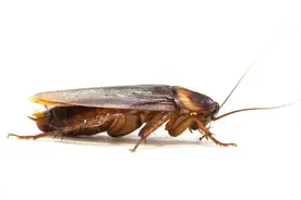 贵州省民族药--大蠊图片