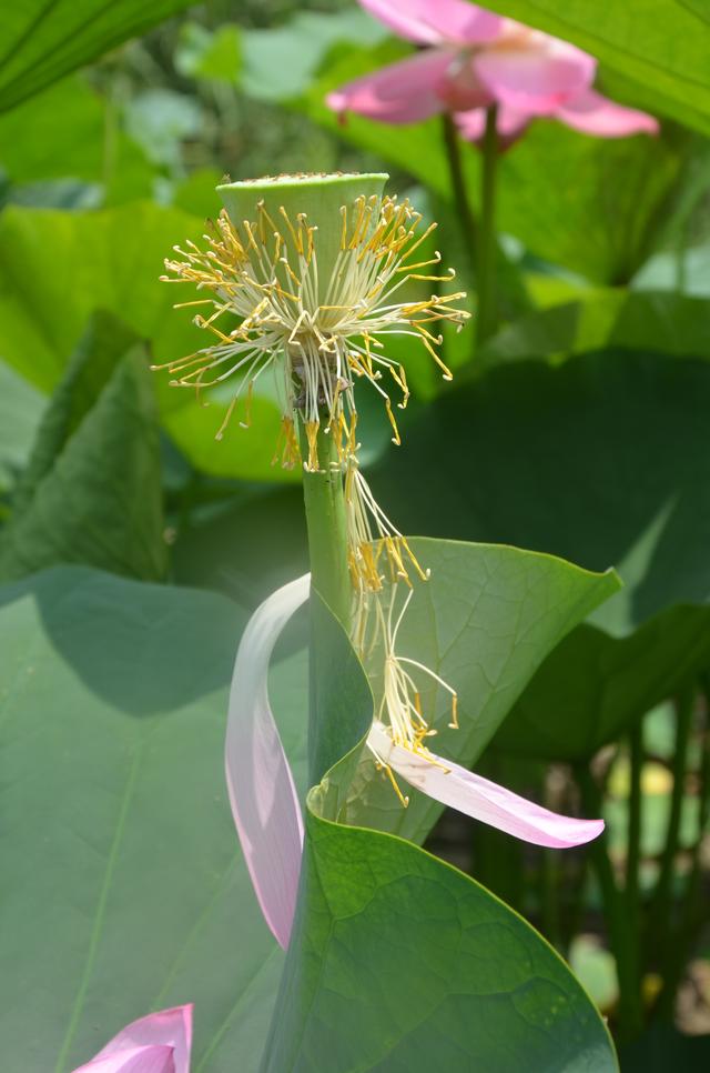 到铁岭市荷花湖与“荷”你一场美丽相遇