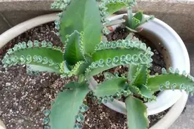 不会养花的，选择很重要，“养不死”的10种花，适合新手花盲图片