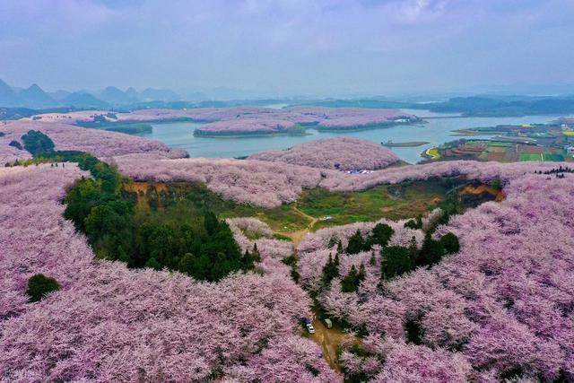 贵州春天6天5晚：一次看完樱花、杜鹃和瀑布，这条线路我写给你